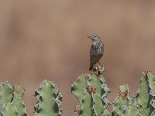 <h3><a href="/trips/tanzania/biota/animalia/chordata/aves/040 passeriformes/108 muscicapidae/monticola saxatilis/monticola saxatilis-nl.html">Monticola&nbsp;saxatilis</a> / Common&nbsp;rock&nbsp;thrush / Rode&nbsp;rotslijster</h3>OM-1 Mark II met OLYMPUS M.150-400mm F4.5 TC, 1/2000 sec  bij F5.6, ISO 250, afstand 38.2&nbsp;m